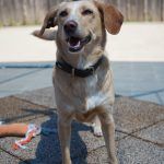 Sunny – Mischling, Weibchen, 2019 Jahre, 97816 Lohr – Foto 23