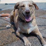 Sunny – Mischling, Weibchen, 2019 Jahre, 97816 Lohr – Foto 24