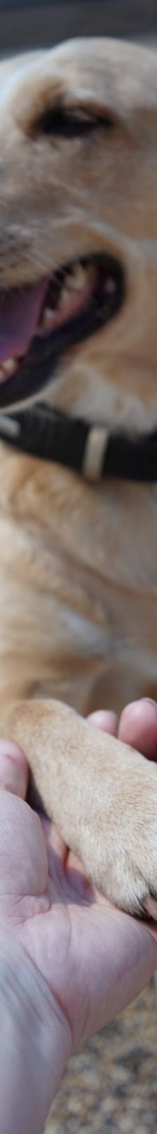 Sunny – Mischling, Weibchen, 2019 Jahre, 97816 Lohr – Foto 7