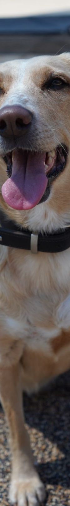 Sunny – Mischling, Weibchen, 2019 Jahre, 97816 Lohr – Foto 9