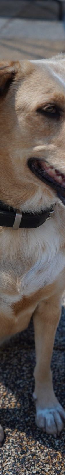 Sunny – Mischling, Weibchen, 2019 Jahre, 97816 Lohr – Foto 10