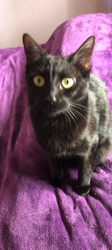 Carmina – Langhaar-Mix, Weibchen, 1 Jahr, 65520 Bad Camberg – Foto 1