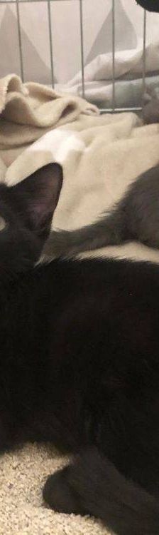 Carmina – Langhaar-Mix, Weibchen, 1 Jahr, 65520 Bad Camberg – Foto 2