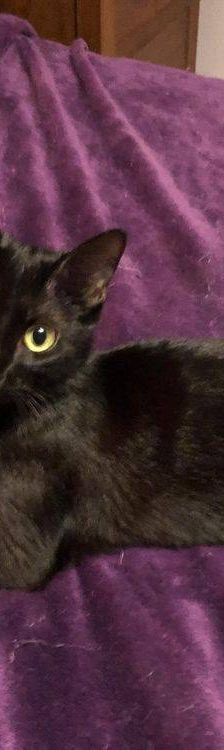 Carmina – Langhaar-Mix, Weibchen, 1 Jahr, 65520 Bad Camberg – Foto 3