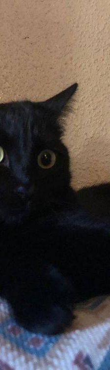 Carmina – Langhaar-Mix, Weibchen, 1 Jahr, 65520 Bad Camberg – Foto 5