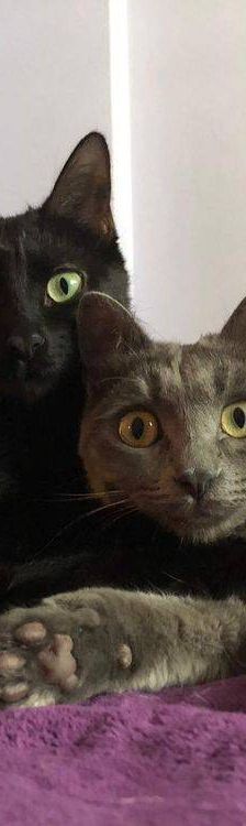 Carmina – Langhaar-Mix, Weibchen, 1 Jahr, 65520 Bad Camberg – Foto 6
