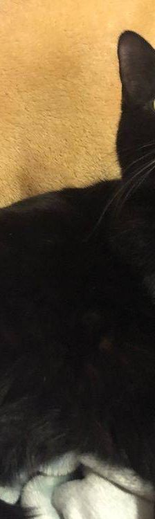 Carmina – Langhaar-Mix, Weibchen, 1 Jahr, 65520 Bad Camberg – Foto 7