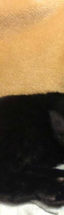 Carmina – Langhaar-Mix, Weibchen, 1 Jahr, 65520 Bad Camberg – Foto 8