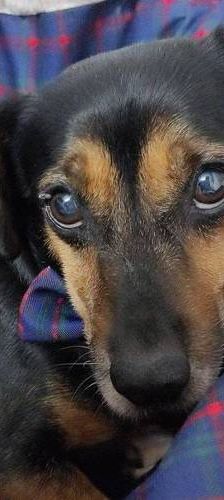 Timón – Dackel-Mischling, Männchen, 5 Jahre, 65520 Bad Camberg – Foto 1