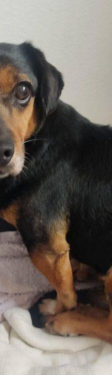 Timón – Dackel-Mischling, Männchen, 5 Jahre, 65520 Bad Camberg – Foto 2