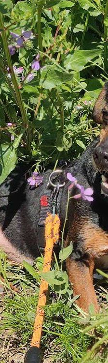 Timón – Dackel-Mischling, Männchen, 5 Jahre, 65520 Bad Camberg – Foto 11
