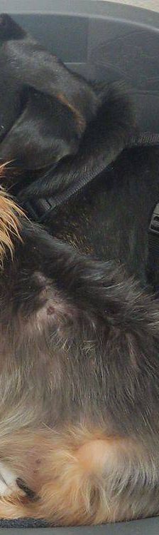 Timón – Dackel-Mischling, Männchen, 5 Jahre, 65520 Bad Camberg – Foto 12