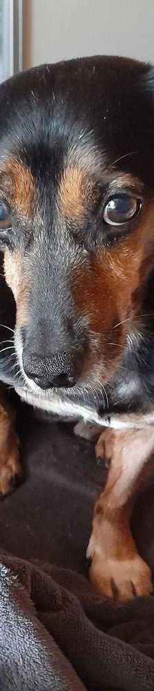 Timón – Dackel-Mischling, Männchen, 5 Jahre, 65520 Bad Camberg – Foto 13