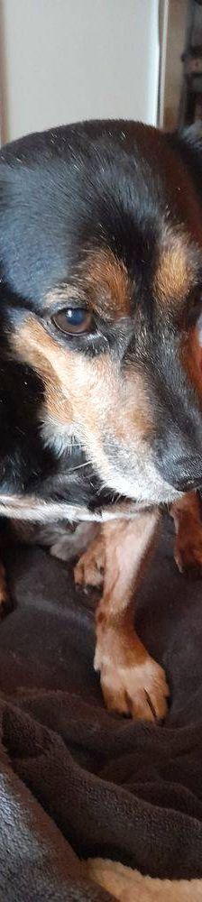 Timón – Dackel-Mischling, Männchen, 5 Jahre, 65520 Bad Camberg – Foto 14