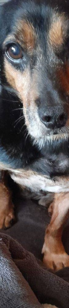 Timón – Dackel-Mischling, Männchen, 5 Jahre, 65520 Bad Camberg – Foto 15