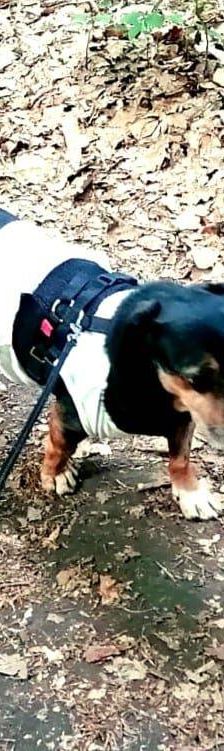 Timón – Dackel-Mischling, Männchen, 5 Jahre, 65520 Bad Camberg – Foto 16
