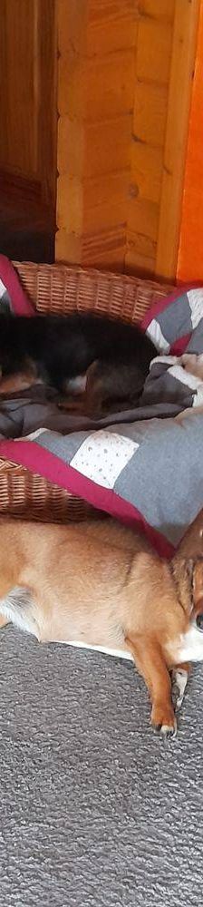 Timón – Dackel-Mischling, Männchen, 5 Jahre, 65520 Bad Camberg – Foto 17