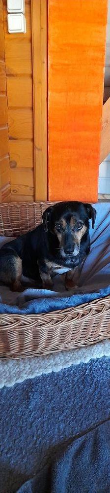 Timón – Dackel-Mischling, Männchen, 5 Jahre, 65520 Bad Camberg – Foto 18