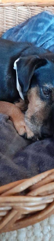 Timón – Dackel-Mischling, Männchen, 5 Jahre, 65520 Bad Camberg – Foto 19
