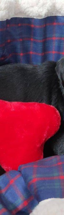 Timón – Dackel-Mischling, Männchen, 5 Jahre, 65520 Bad Camberg – Foto 3