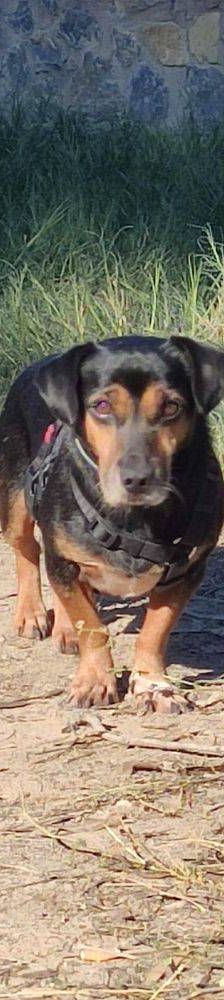 Timón – Dackel-Mischling, Männchen, 5 Jahre, 65520 Bad Camberg – Foto 5