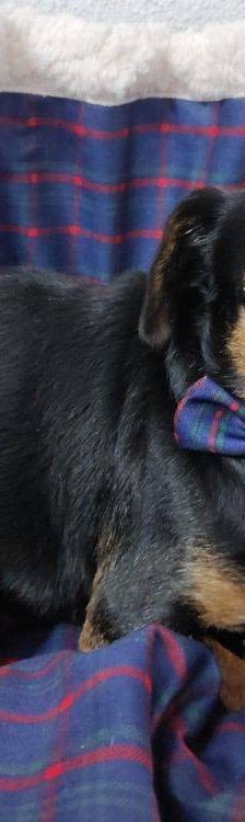 Timón – Dackel-Mischling, Männchen, 5 Jahre, 65520 Bad Camberg – Foto 6