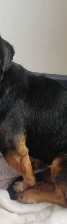 Timón – Dackel-Mischling, Männchen, 5 Jahre, 65520 Bad Camberg – Foto 7