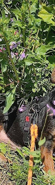 Timón – Dackel-Mischling, Männchen, 5 Jahre, 65520 Bad Camberg – Foto 8
