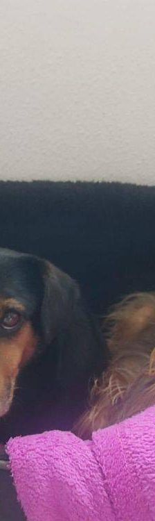 Timón – Dackel-Mischling, Männchen, 5 Jahre, 65520 Bad Camberg – Foto 9