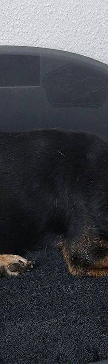Timón – Dackel-Mischling, Männchen, 5 Jahre, 65520 Bad Camberg – Foto 10