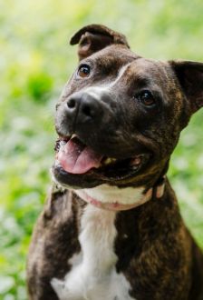 Ricarda – American Staffordshire, Weibchen, 2 Jahre, 97074 Würzburg – Foto 1