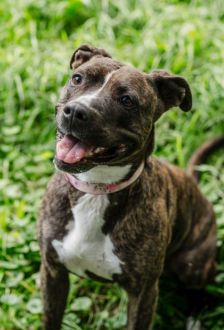 Ricarda – American Staffordshire, Weibchen, 2 Jahre, 97074 Würzburg – Foto 2