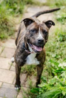 Ricarda – American Staffordshire, Weibchen, 2 Jahre, 97074 Würzburg – Foto 5