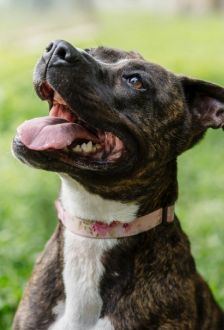 Ricarda – American Staffordshire, Weibchen, 2 Jahre, 97074 Würzburg – Foto 6