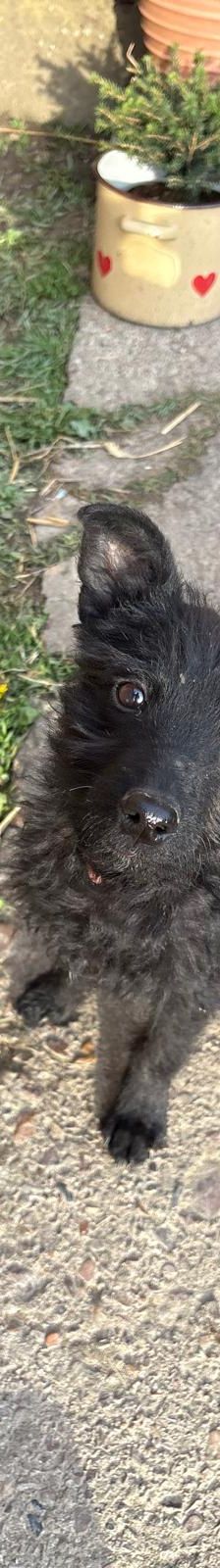 Vinka – Kroatischer Schäferhund-Mix / Rauhaar, Weibchen, 6 Monate, Nordic Strays e.V. – Foto 1