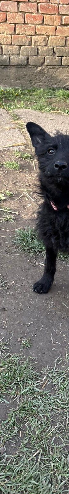 Vinka – Kroatischer Schäferhund-Mix / Rauhaar, Weibchen, 6 Monate, Nordic Strays e.V. – Foto 2