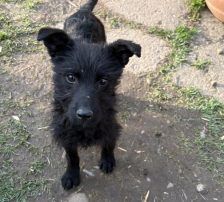 Vinka – Kroatischer Schäferhund-Mix / Rauhaar, Weibchen, 6 Monate, Nordic Strays e.V. – Foto 3