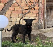 Vinka – Kroatischer Schäferhund-Mix / Rauhaar, Weibchen, 6 Monate, Nordic Strays e.V. – Foto 4
