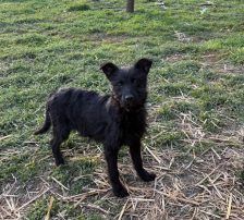Vinka – Kroatischer Schäferhund-Mix / Rauhaar, Weibchen, 6 Monate, Nordic Strays e.V. – Foto 5