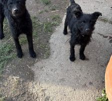 Vinka – Kroatischer Schäferhund-Mix / Rauhaar, Weibchen, 6 Monate, Nordic Strays e.V. – Foto 7