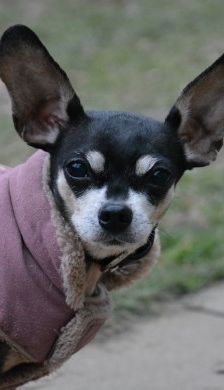 Dragon – Prager Rattler-Chihuahua-Mix, Unbekannt, 7 Jahre 7 Monate, 70195 Stuttgart-Botnang – Foto 1