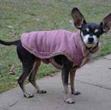 Dragon – Prager Rattler-Chihuahua-Mix, Unbekannt, 7 Jahre 7 Monate, 70195 Stuttgart-Botnang – Foto 2