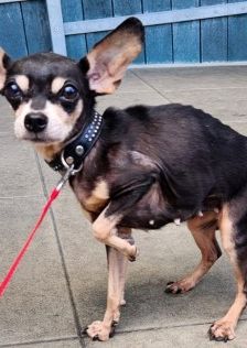 Dragon – Prager Rattler-Chihuahua-Mix, Unbekannt, 7 Jahre 7 Monate, 70195 Stuttgart-Botnang – Foto 3