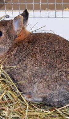 Lupo – Zwergkaninchen, Männchen, 10 Jahre, 90537 Feucht – Foto 2