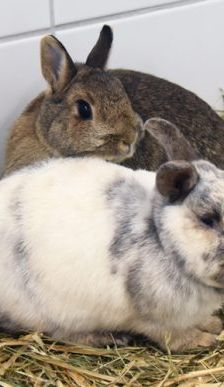 Lupo – Zwergkaninchen, Männchen, 10 Jahre, 90537 Feucht – Foto 3