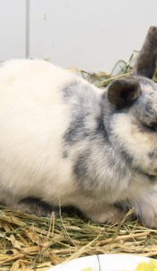 Lupo – Zwergkaninchen, Männchen, 10 Jahre, 90537 Feucht – Foto 7