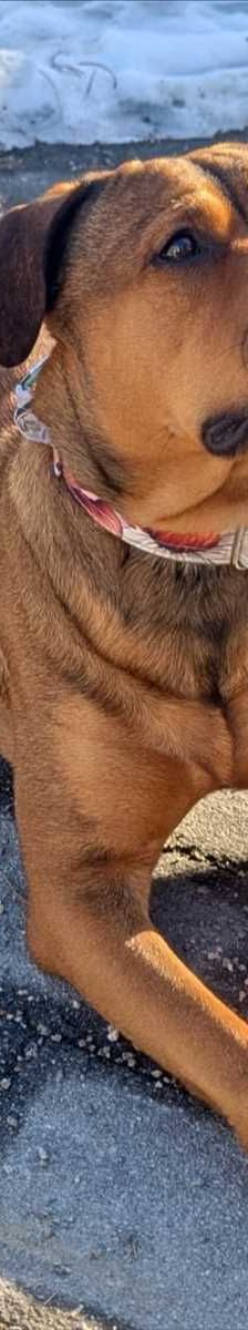 AKIRA – Rottweiler, Presa de Canario Mix, Weibchen, 1 Jahr 3 Monate, 81829 München – Foto 1