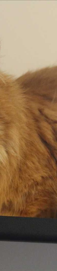 HERZBÄR – Angora, Männchen, 2 Jahre, 81829 München – Foto 1