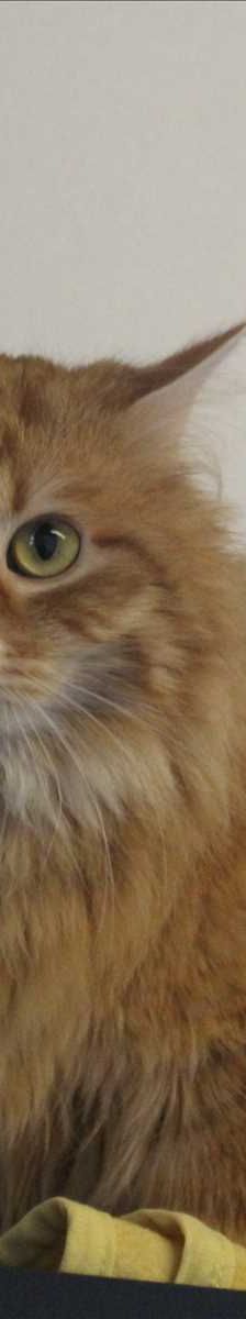 HERZBÄR – Angora, Männchen, 2 Jahre, 81829 München – Foto 2