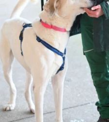 Unka – Zentralasiat.Owtscharka-Mix, Männchen, 3 Jahre, 13057 Berlin – Foto 4